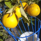 Deep Basket Fruit Picker Head